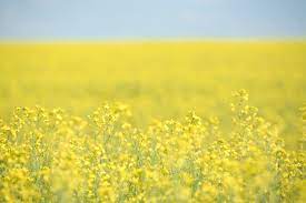 What Is Canola Oil What Is Canola Oil Canola Oil Canola Plant