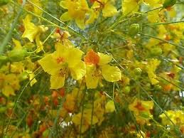 Image result for Parkinsonia africana