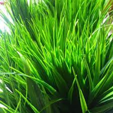 View public records, phone number, email & more! Daun Ilalang Imitasi Pvc Grass Shopee Indonesia