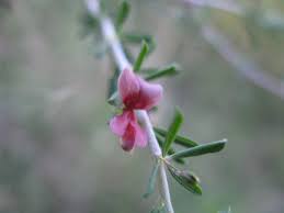 Image result for Indigofera cylindracea