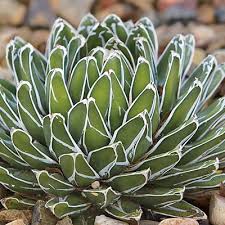 You have to see this photo gallery of succulent garden ideas that includes cactus gardens, miniature succulent gardens, outdoor designs, cacti terrariums and more. Succulent Gardens Garden Design