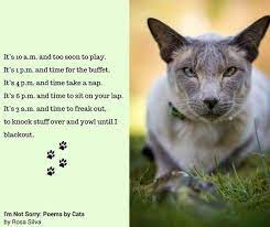 It S Bad Poetry Day So Why Not Indulge Yourself With Some Funny Poems Written By Cats Cat Poems Funny Poems Cat Quotes Funny