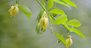 Image result for Artabotrys modestus