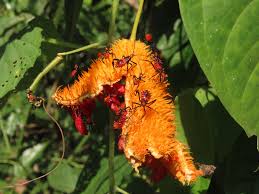 Image result for Momordica foetida