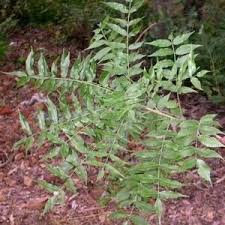 Image result for Kirkiaceae