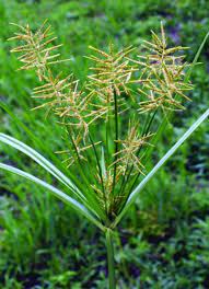 Maybe you would like to learn more about one of these? Yellow Nutsedge Integrated Pest Management