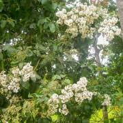 Image result for Cordia africana