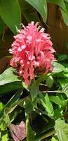 Image result for Dicliptera sericea
