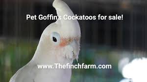 This is the smallest white cockatoo. Goffin Cockatoo For Sale 2 Youtube