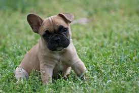 Black And Tan Frenchie Cost French Bulldog Puppy Einfach Tierisch Tiere Tierisch