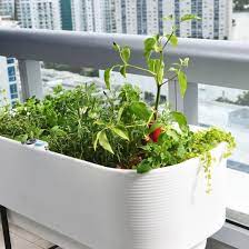 Grow Your Own Herbs