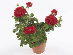 Image result for Pelargonium apetalum