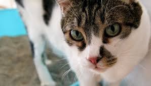 She has a vet appointment later today. My Cat Has Worms How Do I Clean My House My British Shorthair