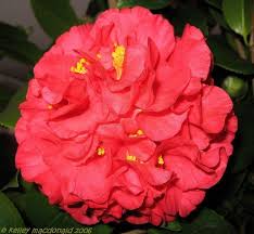 Plantfiles Pictures Common Camellia Japanese Camellia Kramer S Supreme Camellia Japonica 4 By Kell Toxic Plants For Cats Japonica House Plants