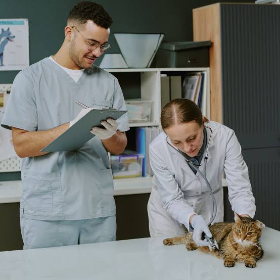 How to Manage Seasonal Allergies in Pets Effectively and Safely - Vision  Sheen