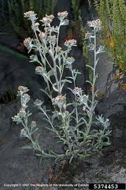 Image result for Pseudognaphalium luteo-album