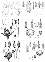 Image result for Convolvulus ocellatus