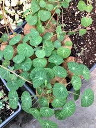 Image result for Stephania cyanantha