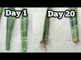 So if you're not into water or leca propagation, soil is an option! Propagate Snake Plant Mother In Law S Tounge From Single Leaf How To Grow Snake Plant Youtube Snake Plant Propagation Propagating Plants Snake Plant