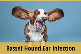 That's why yeast infections are most common type of ear infection in dogs, as the yeast thrives on moisture. How To Tell If Your Basset Hound Has An Ear Infection Signs Treatments Zooawesome