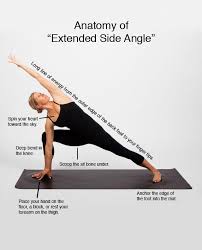 Anatomy Of Extended Side Angle Pose Yogaposture Yoga Anatomy Yoga Routine Yoga Moves