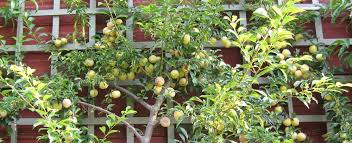 Availability subject to market conditions. Fruit Trees Minter Country Garden