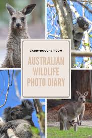 Australian Animal Photography In 2020 Australian Wildlife Wildlife Photography Australian Animals