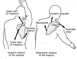 Pin By Ipek Kolayis On Shoulder Scapula Physical Therapy Assistant Body Mechanics