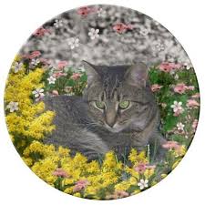 Mimosa The Tiger Cat In Yellow Mimosa Flowers Porcelain Plate Cat Gifts Cats Picnic Items