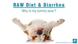 If occasional bouts of diarrhea sound familiar, or if you have ongoing episodes of diarrhea, you should seriously consider the best diet for diarrhea. 6 Reasons That Will Cause Diarrhea In Raw Eating For Dogs Pet Health Care 6 Reasons That Will Cause Diarrhea In Raw Eating Dog