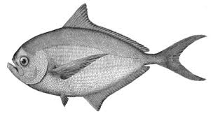 Bream Species Britishseafishing Co Uk