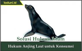 Kumpulan video berita online terlengkap 2021. Hukum Anjing Laut Untuk Konsumsi Hewan Qurban Dan Aqiqah Laduni Id
