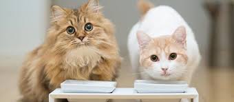 Yas Kedi Mamasi Saglikli Mi Hangi Yas Mama Suzionline