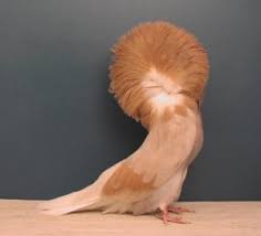* وبمثل الذي قلنا في ذلك قال أهل التأويل: ØµØ¯Ù‚ Ø£Ùˆ Ù„Ø§ ØªØµØ¯Ù‚ Ø£Ù†ÙˆØ§Ø¹ Ù…Ù† Ø§Ù„Ø­Ù…Ø§Ù… Ù„Ø§ ØªØ·ÙŠØ± Pets Grow Ø£Ù†ÙˆØ§Ø¹ Ù…Ù† Ø§Ù„Ø­Ù…Ø§Ù…