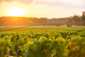 The Appellation Syndicat Des Vins De Pessac Leognan