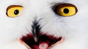 Check spelling or type a new query. Birders Tweets Are Causing An Online Flap Wired