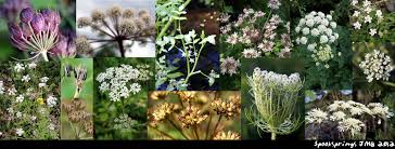 Image result for Apiaceae