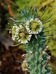 Image result for Eulophia tuberculata
