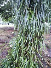 Image result for Cyanotis longifolia