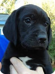 Find beagle puppies for sale from a safe and secure source for over 15 years. Richmond Va Beagle Meet Jethro A Pet For Adoption