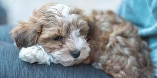 Free puppies and dogs for adoption near me. Havapoo Breed Appearance Temperament Info Facts Health Price