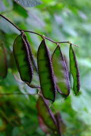 Image result for Lablab