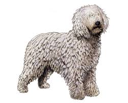 Image result for Komondor
