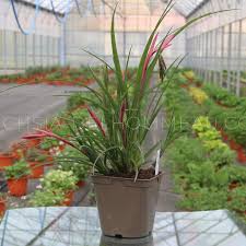 Image result for Buchnera nuttii