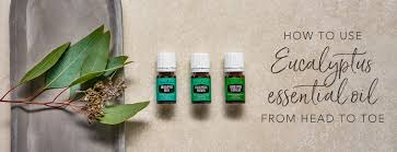 Essential oil found in the leaves is a powerful antiseptic. Eucalyptus Essential Oil Uses And Facts Young Living Essential Oils
