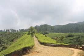 Kebun teh tambi wonosobo alamat biaya masuk foto gambar harga tiket hotel dekat di jalan menuju dieng kabupaten jawa tengah sapuran temanggung letak lokasi kebun teh tambi wonosobo memiliki daya tarik tersendiri yang berbasis area perkebunan, outbond serta pemandangan alam indah. Perkebunan Teh Cula Mega Knpi Desa Cipasung Lemahsugih