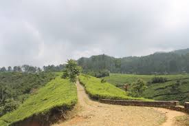 Kebun teh cipasung selain memiliki hamparan kebun teh yang luas dan udaranya masih sejuk sehingga tidak kalah indahnya dengan kebun teh di lembang bandung maupun puncak bogor menjadi salah satu daya tarik para wisatawan baik lokal maupun dari luar kota bahkan sekarang. Perkebunan Teh Cula Mega Knpi Desa Cipasung Lemahsugih