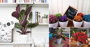 Learn how to make your own seashell succulent planter to use as a centerpiece or add to your garden! 33 Colorful Houseplants You Ll Love Colorful Indoor Houseplants