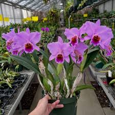 Image result for Aeranthes africana