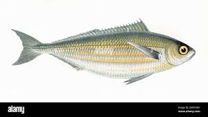 Image result for Boops boops